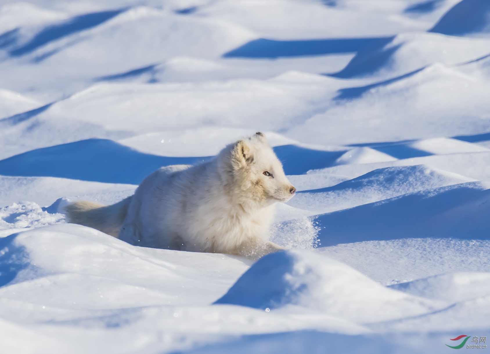 北极银狐 稀有图片