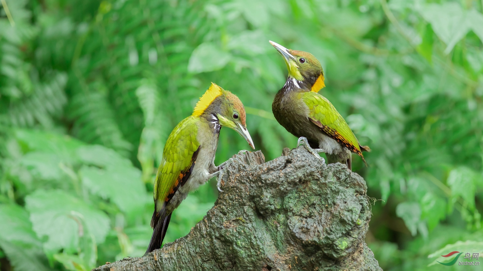 大黄冠啄木鸟 荣获首页精华> - 上海版 shanghai 鸟网