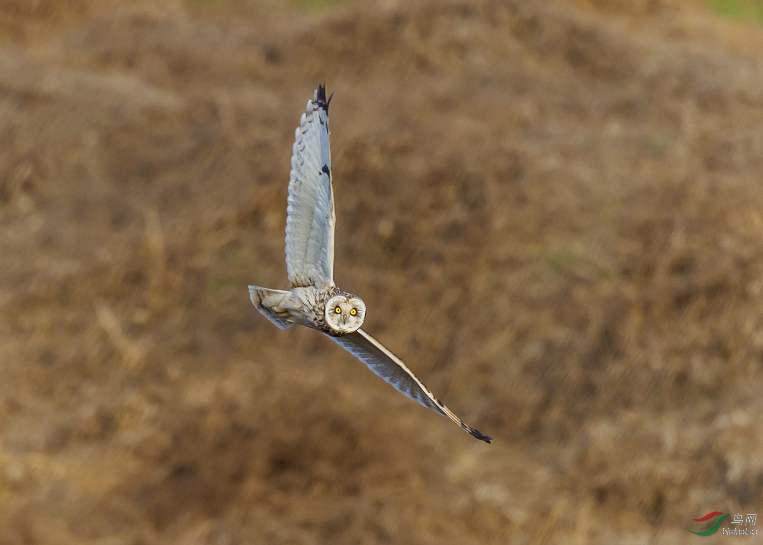DSC_1585fb1.jpg