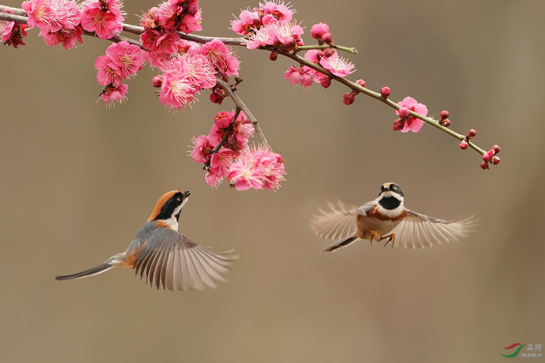 红头双双飞,梅花香自来!(荣获首页精华)