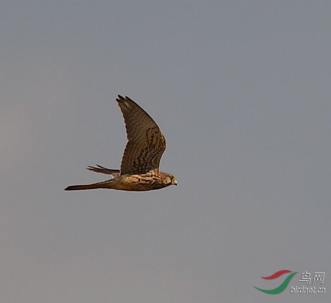DSC_5468.JPG