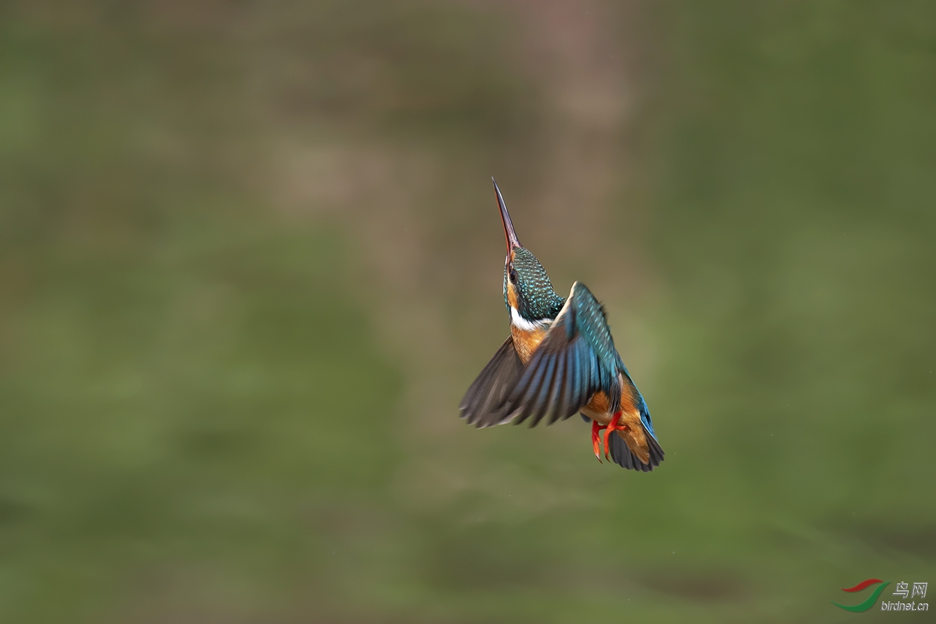 DSC_p4299.jpg