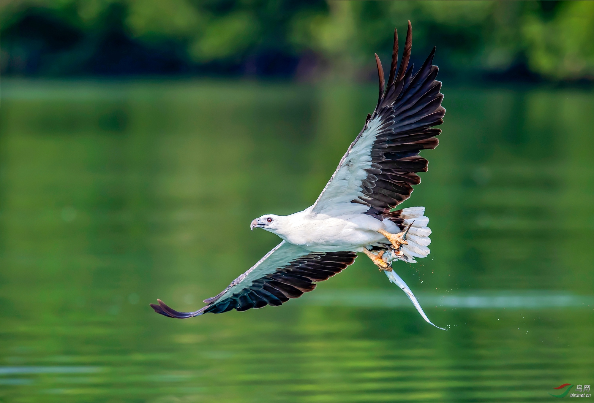 白腹海雕 - vip版 鸟网