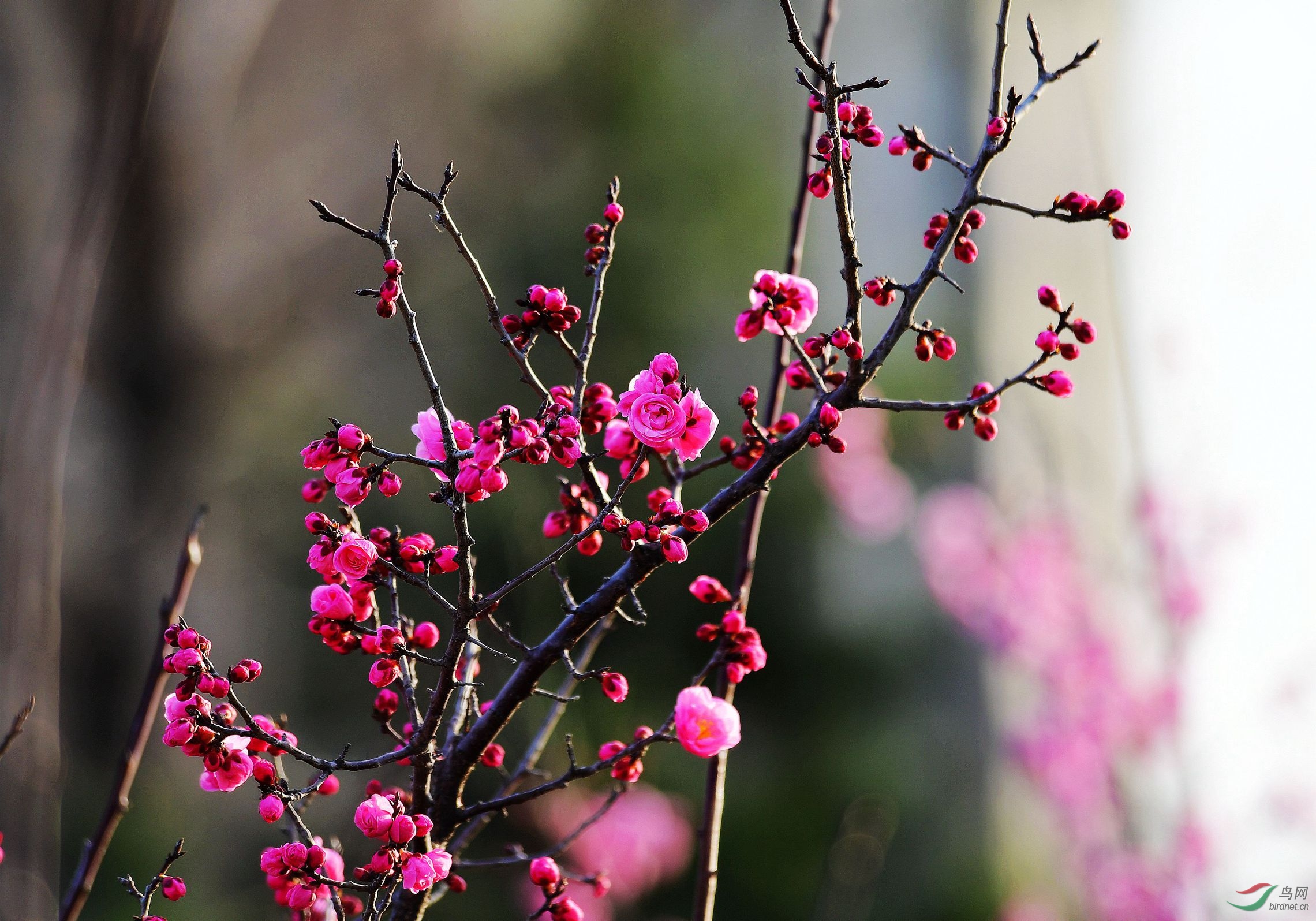 一树红梅向阳开