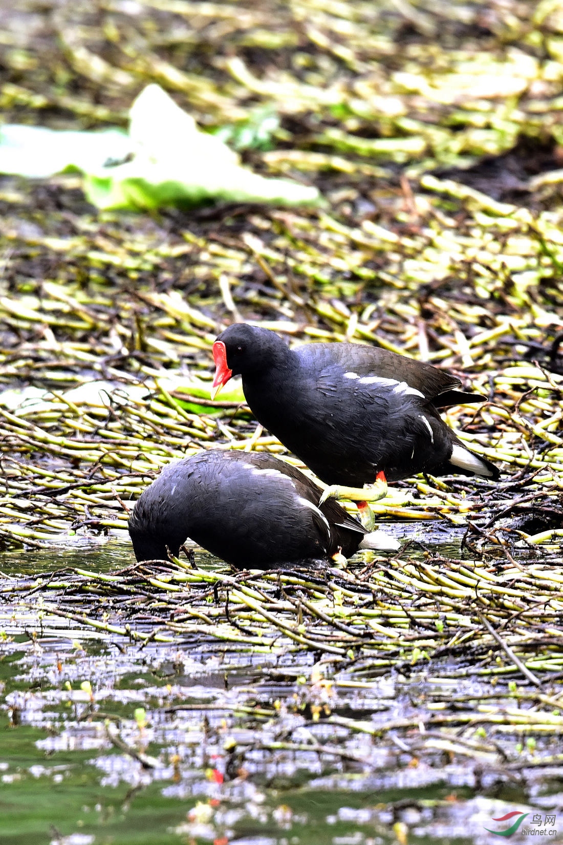 DSC_0353.JPG