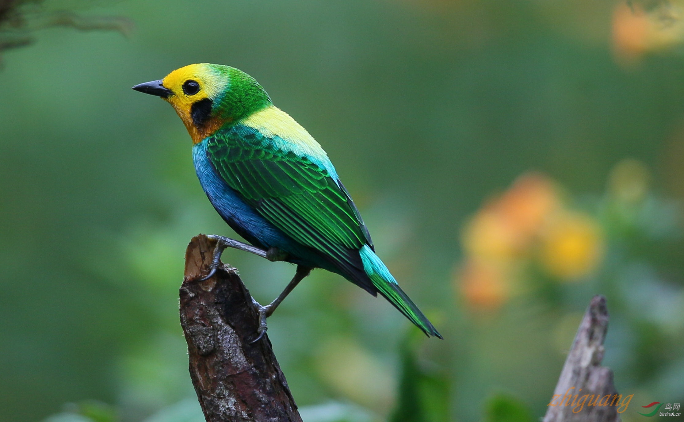 多彩唐纳雀(祝贺荣获首页鸟类精华)
