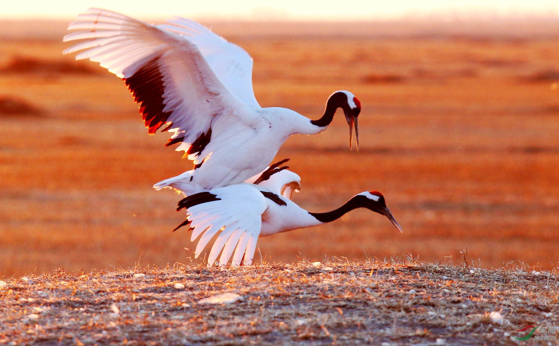 仙鹤交尾