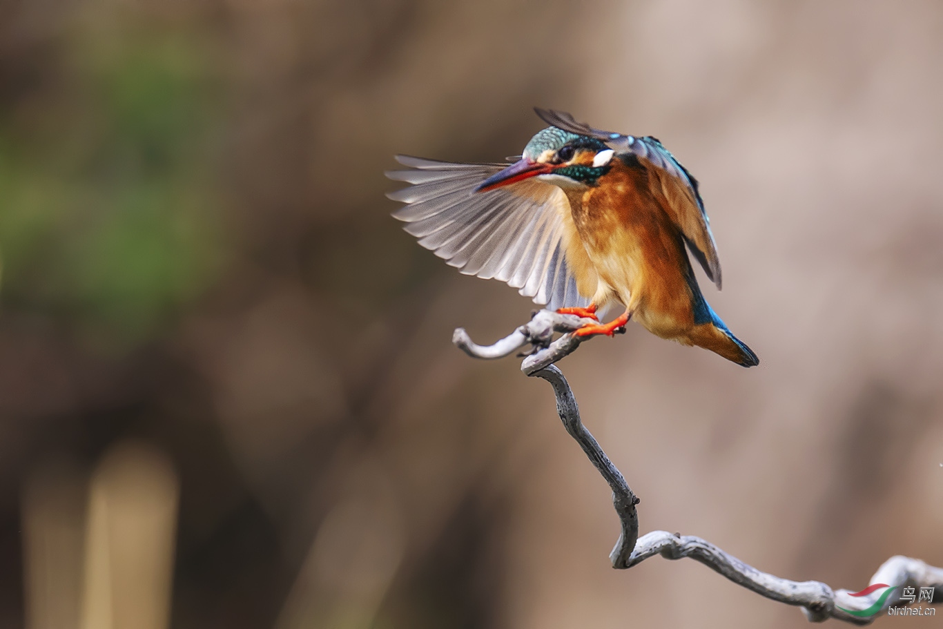 DSC_p4319.jpg