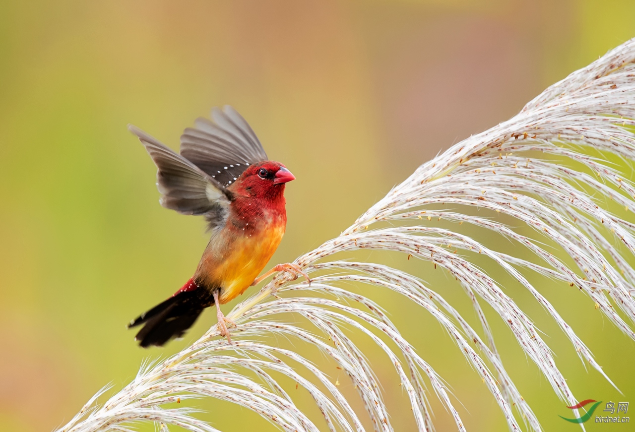 紅梅花雀 (祝賀榮獲首頁鳥類精華)