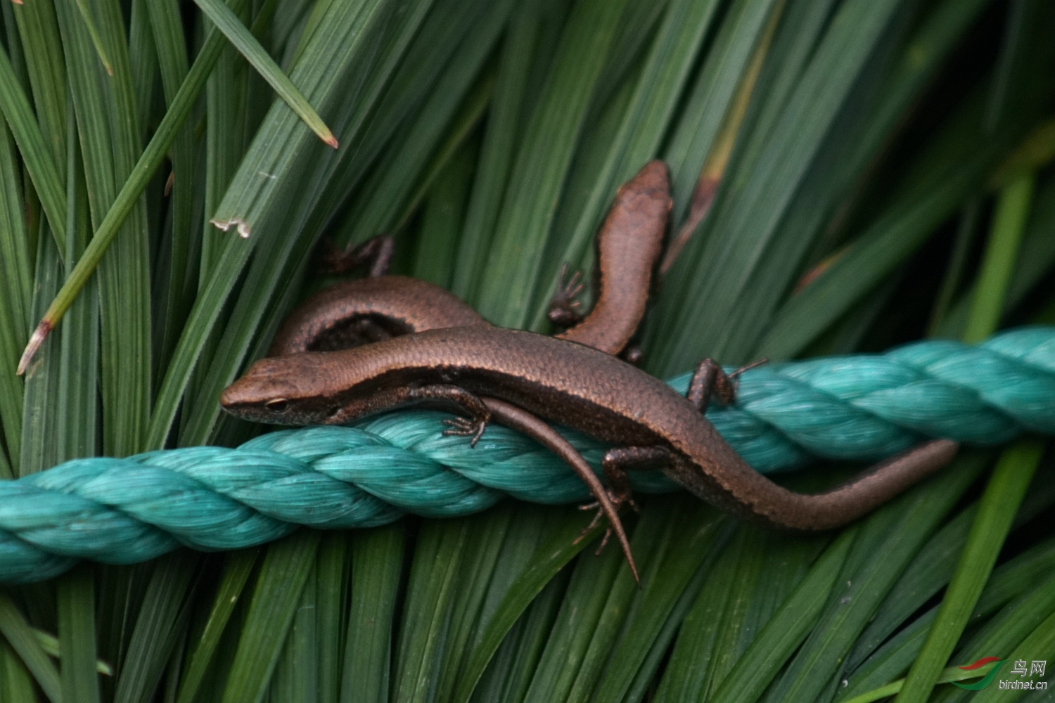 四脚幼蛇 - 野生动物版 鸟网