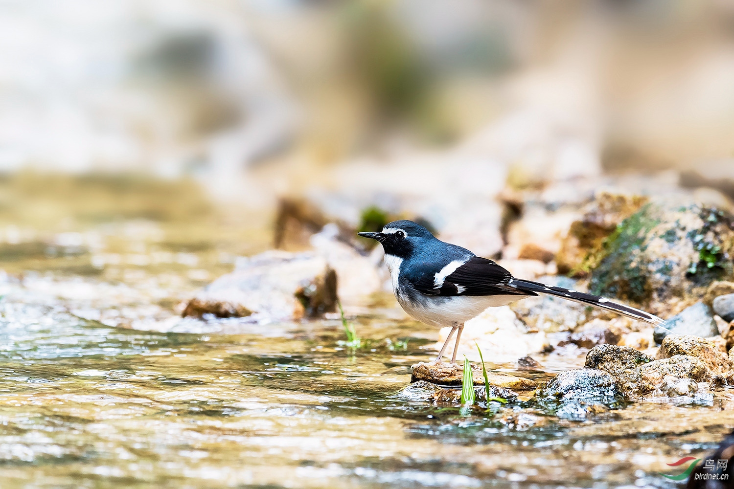 清清小溪边----灰背燕尾