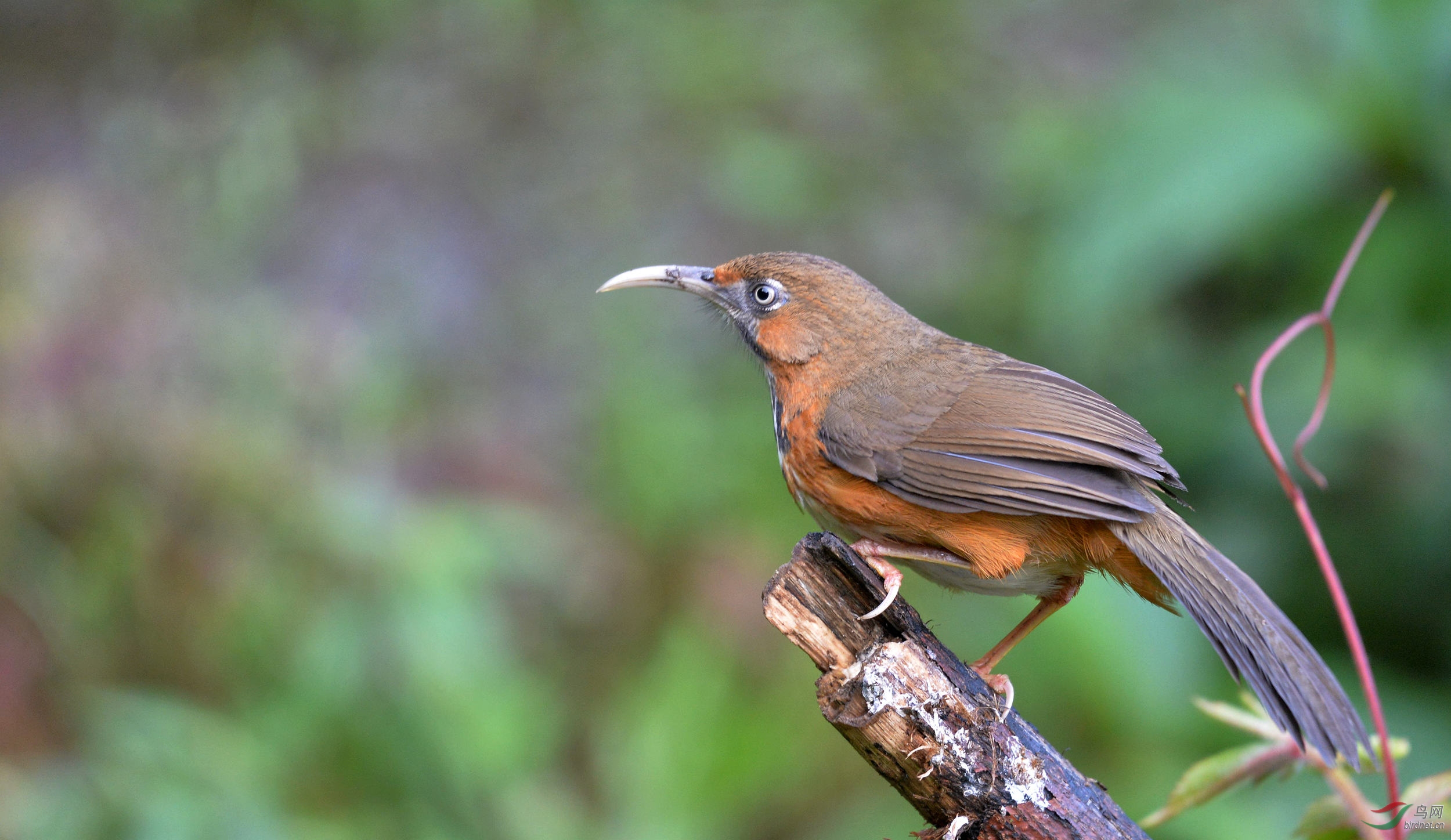 斑胸钩嘴鹛 - 四川版 sichuan 鸟网
