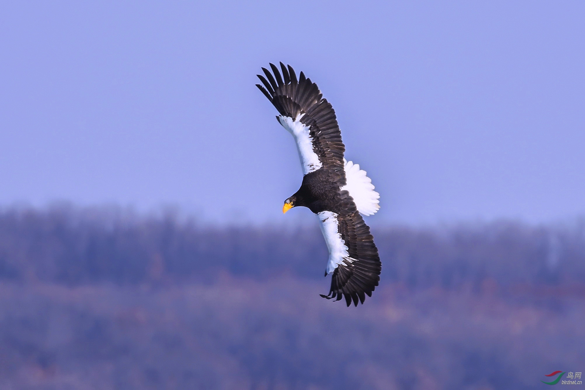 空中的王者---虎头海雕 - 山东版 shandong 鸟网