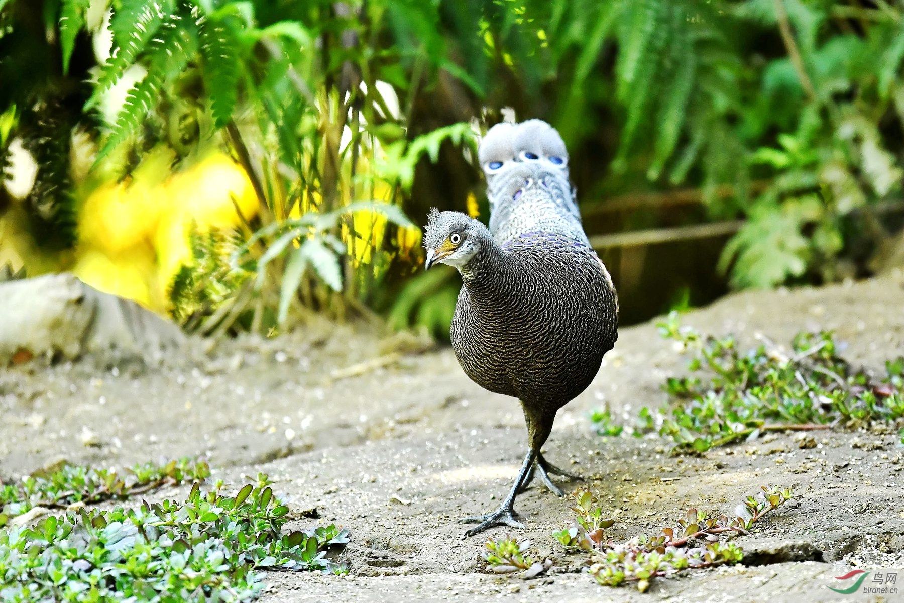 灰孔雀雉 - 海南版 hainan 鸟网