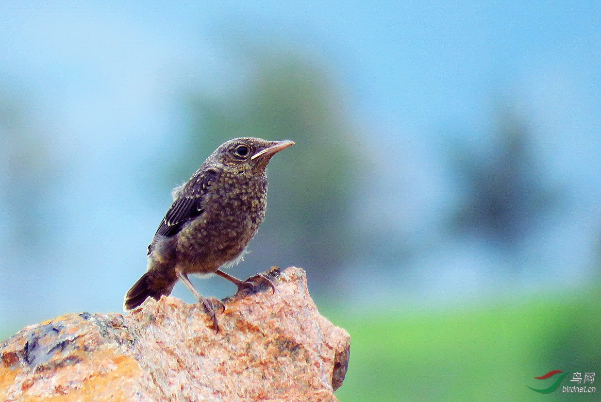 蓝矶鸫幼鸟