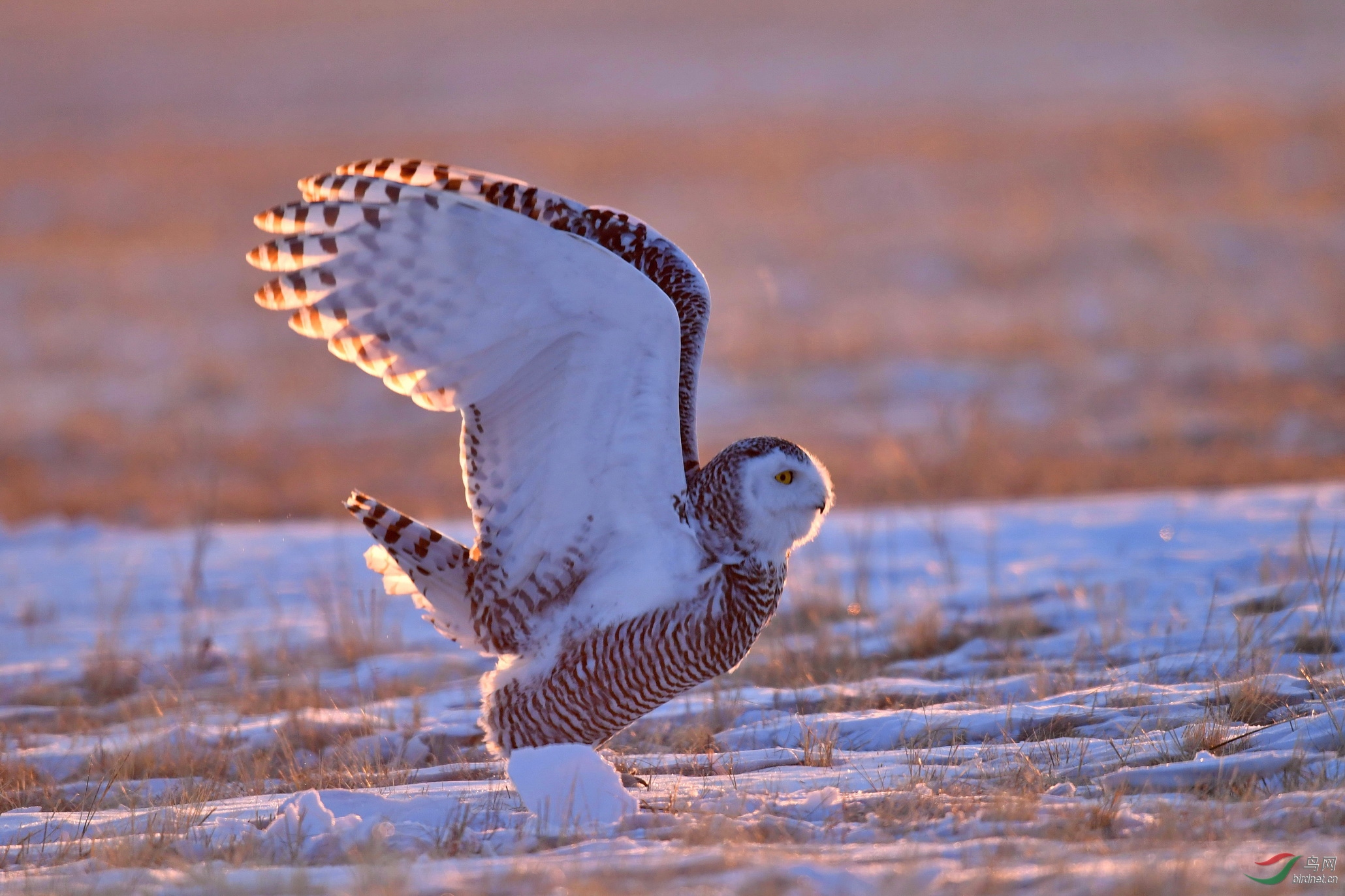 DSC_1099-1.jpg