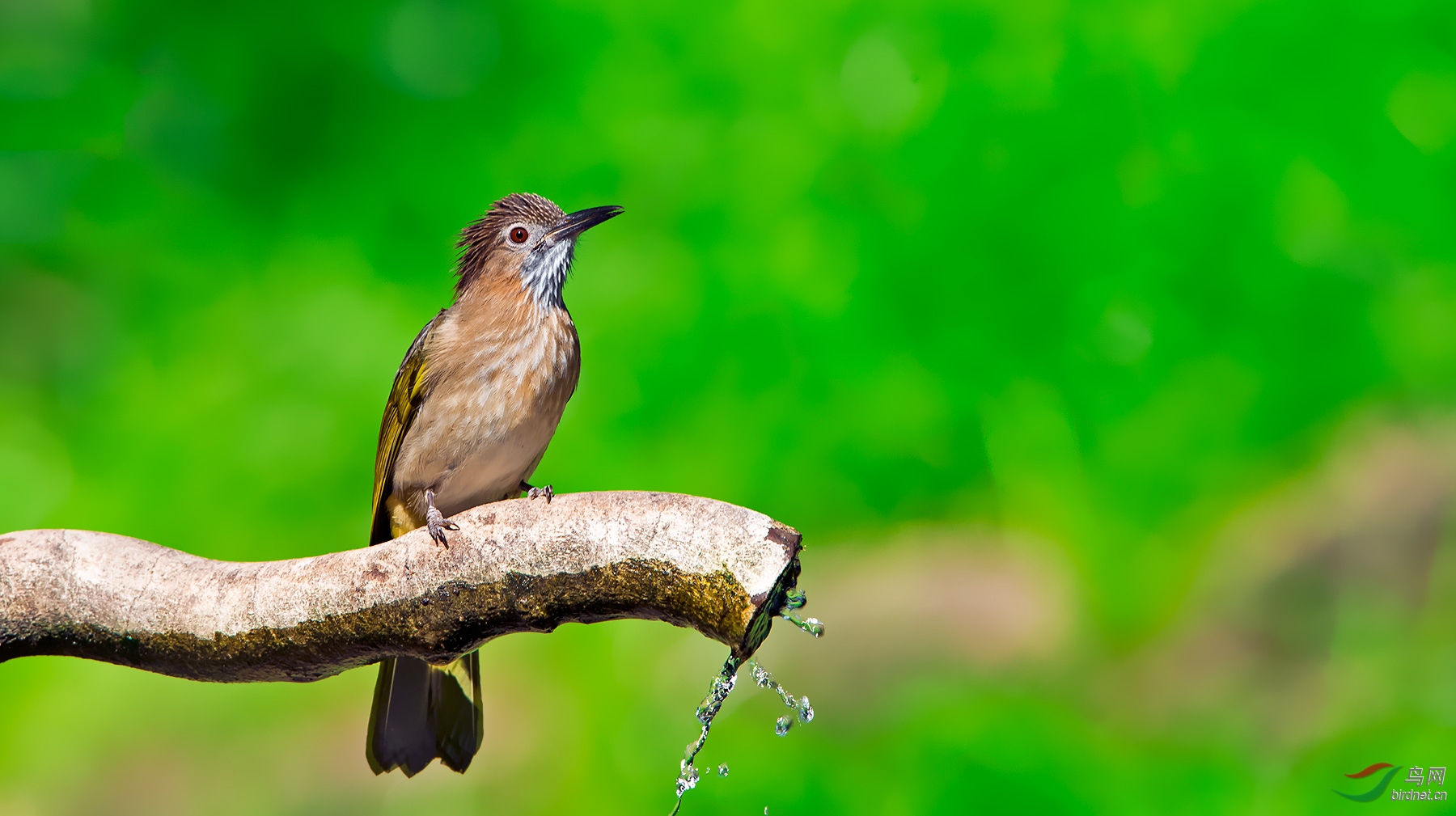 绿翅短脚鹎 - 内蒙古版 neimenggu 鸟网