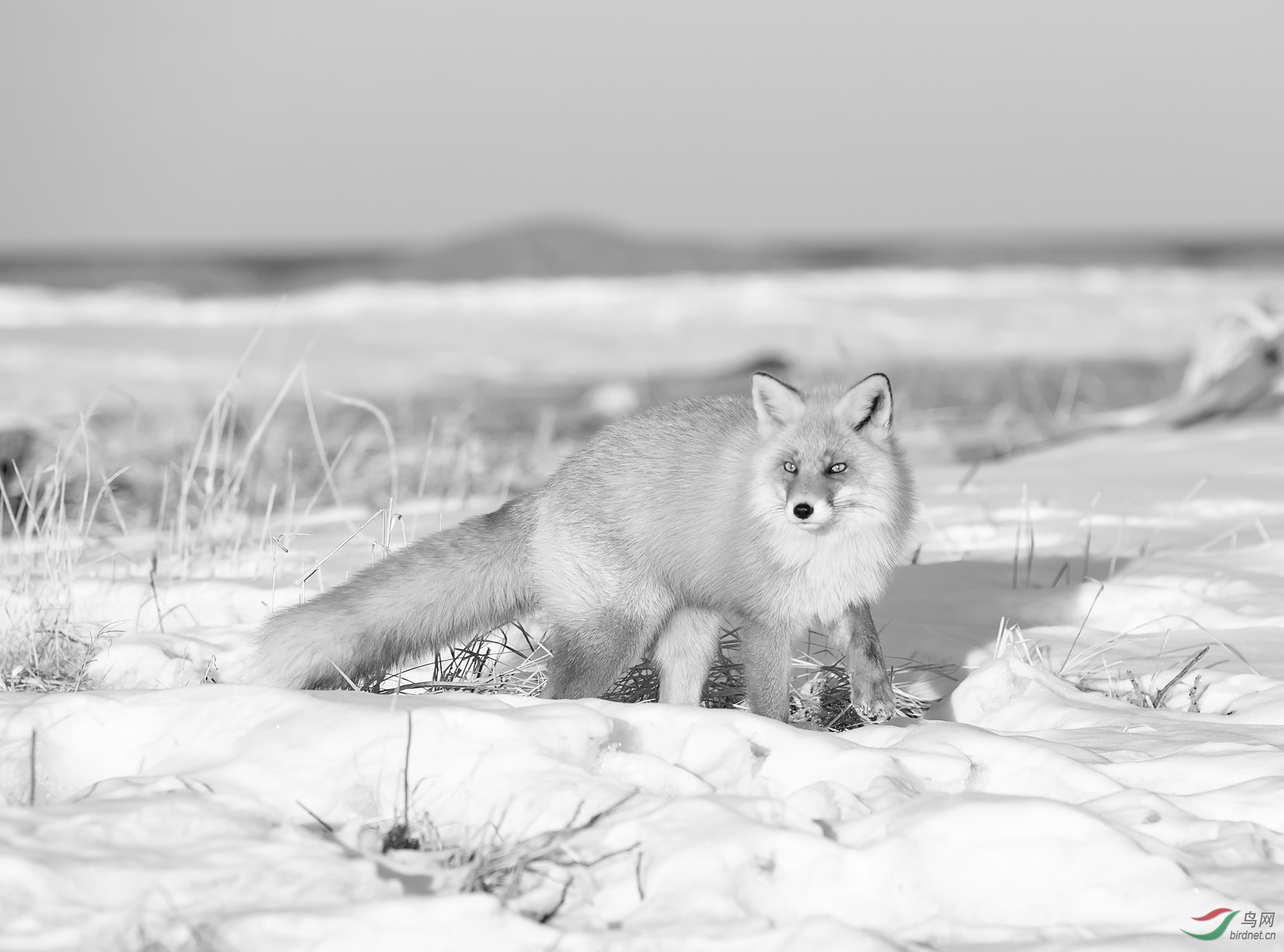 狐狸-黑白.--aa.jpg