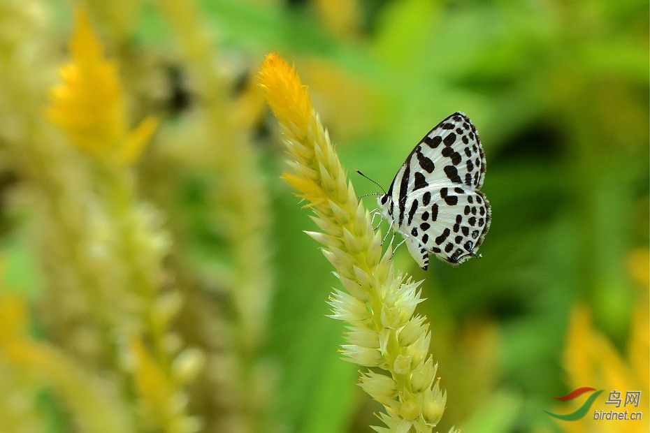 DSC_7002.JPG