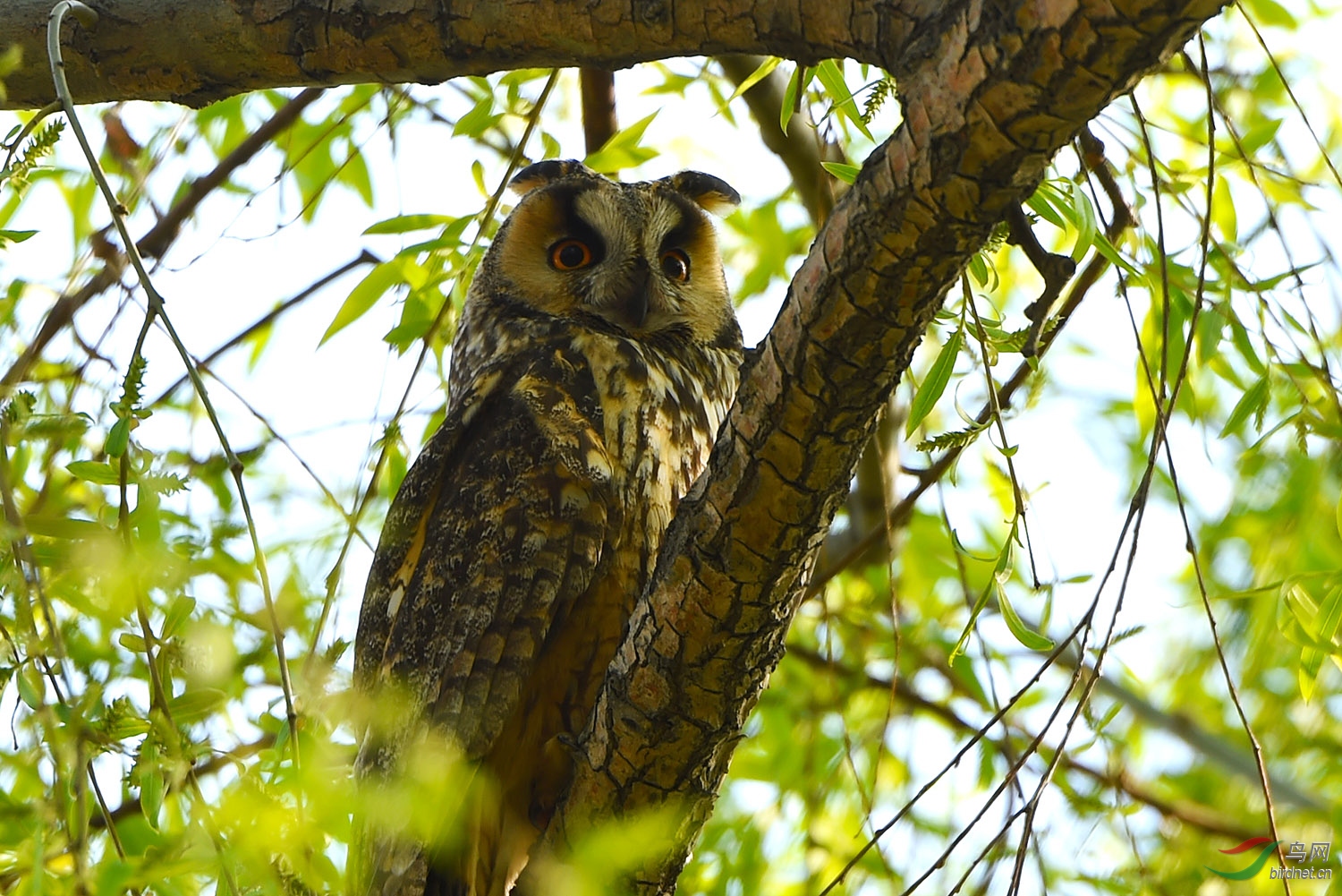 DSC_5992fb.jpg