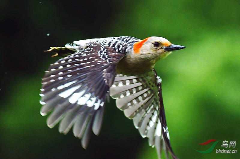 赤腹啄木鸟的母鸟飞版 - 林鸟版 鸟网