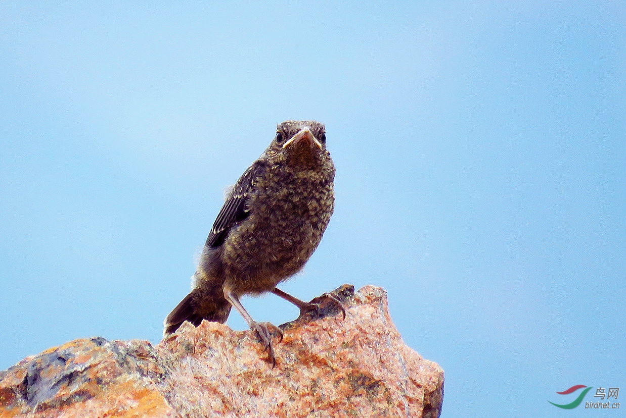蓝矶鸫幼鸟