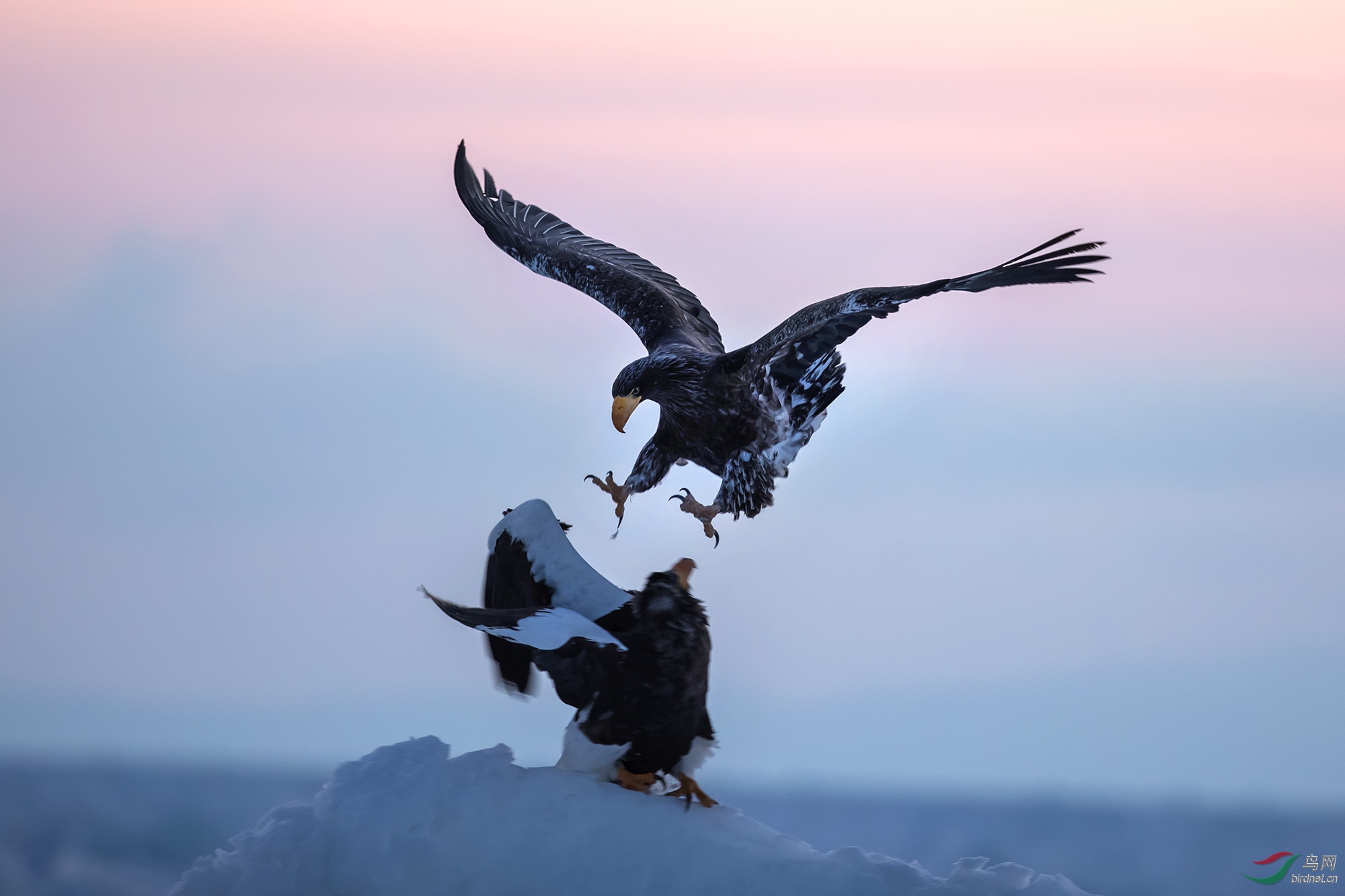 凶猛的虎头海雕