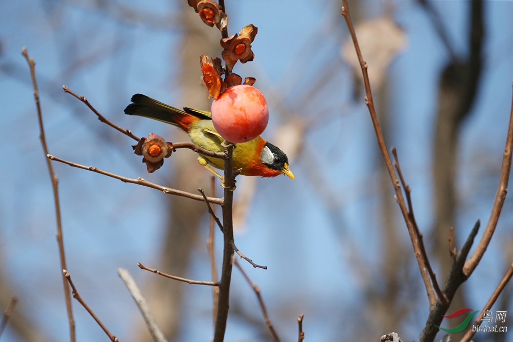 ������˼��  5.jpg