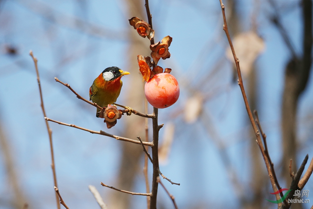 ������˼��  7.jpg