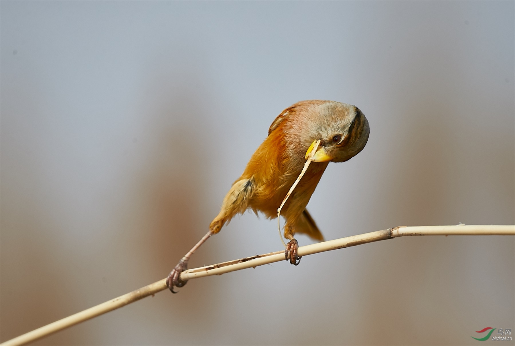 林鸟力拔山兮震旦鸦雀