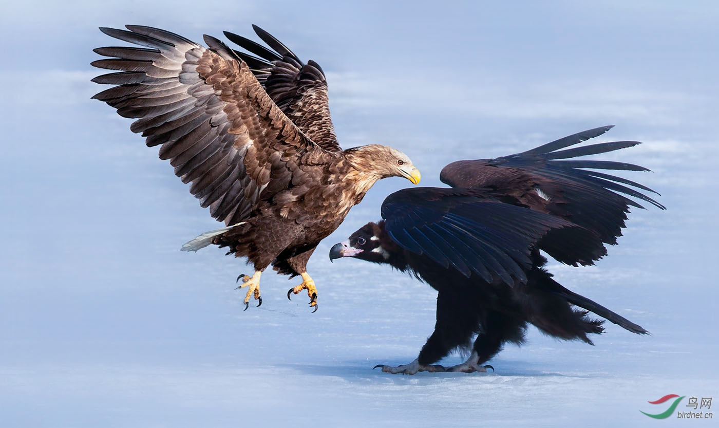 当秃鹫遇上雕