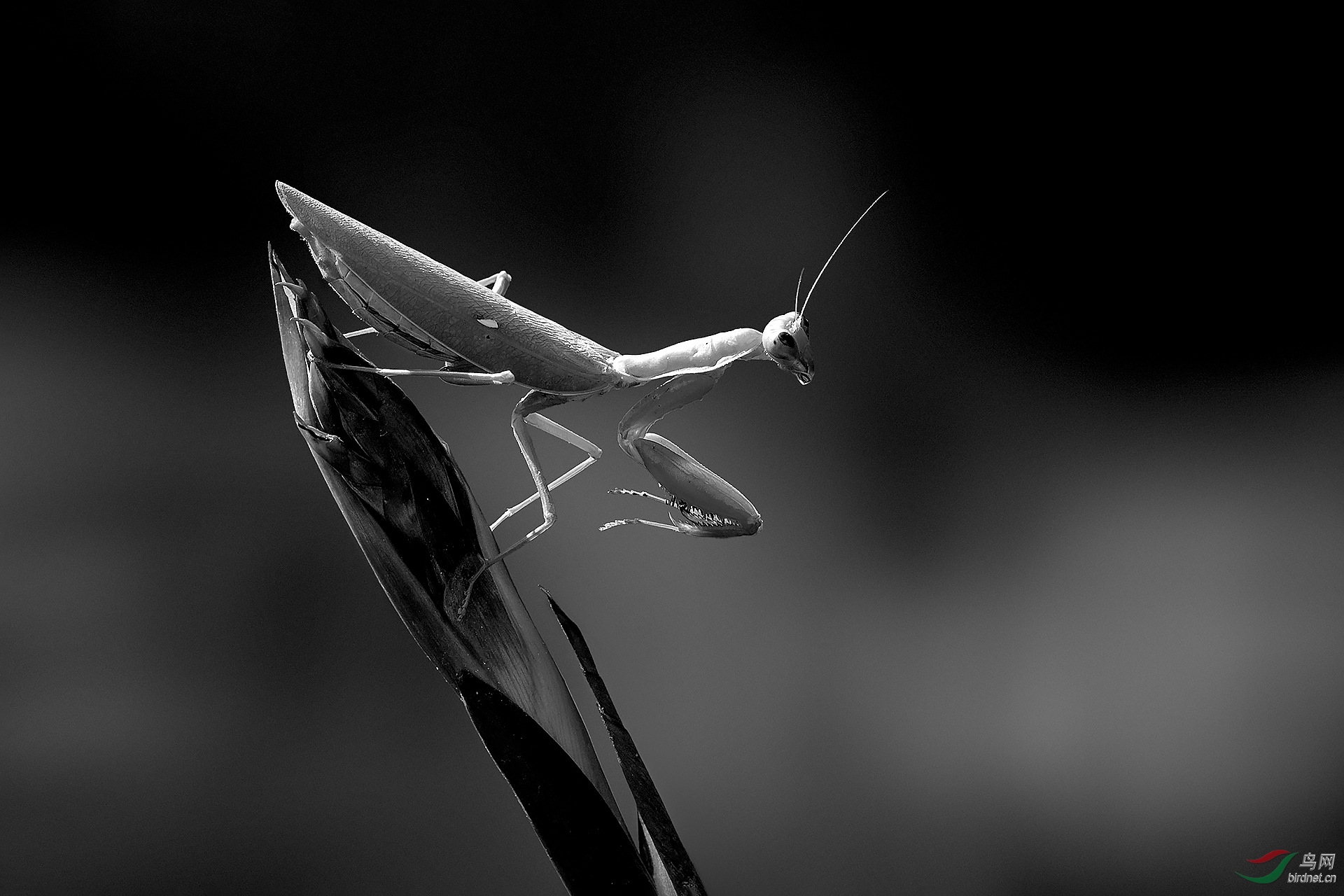 螳螂祝贺老师作品荣获黑白影像本版佳作