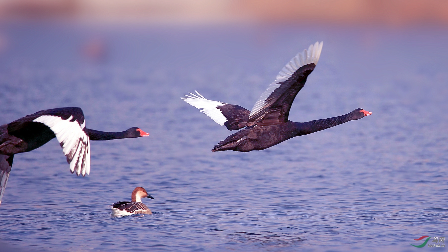 北飞大雁天鹅