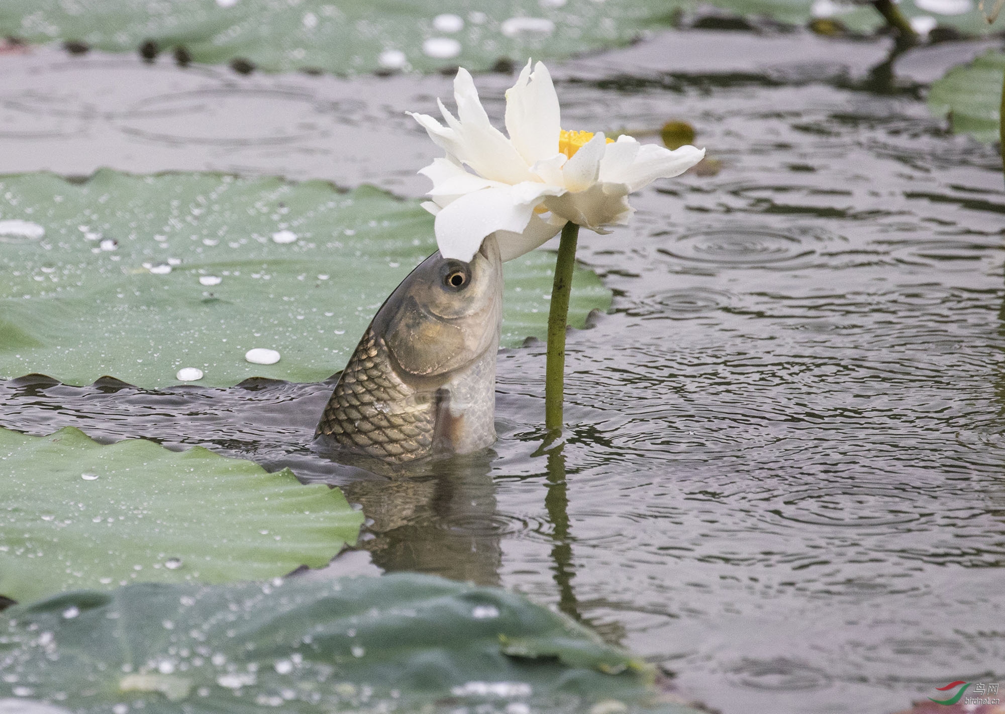 天下起小雨鱼儿就活跃窜出水面吃荷花