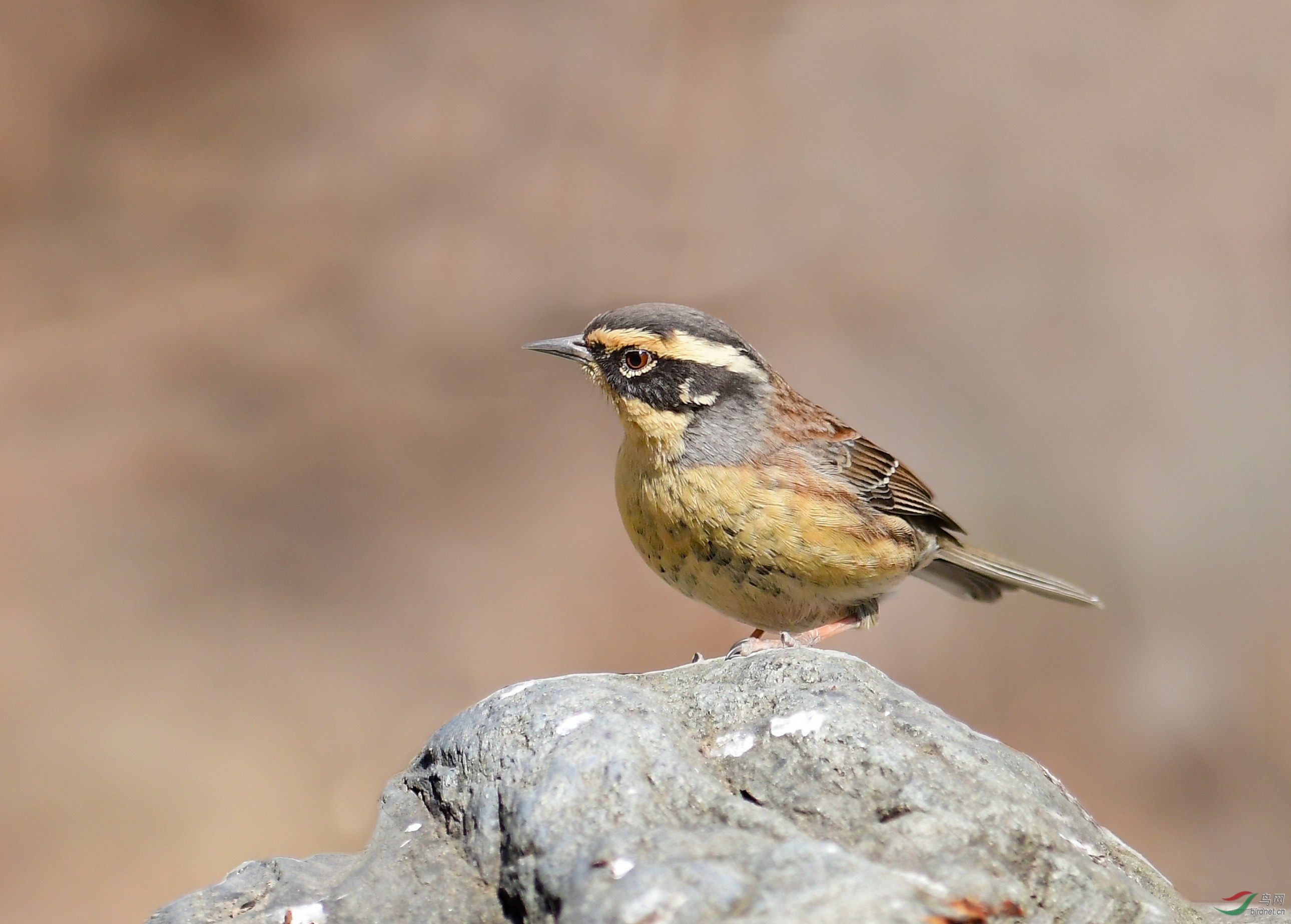 棕眉山岩鹨 - 安徽版 anhui 鸟网