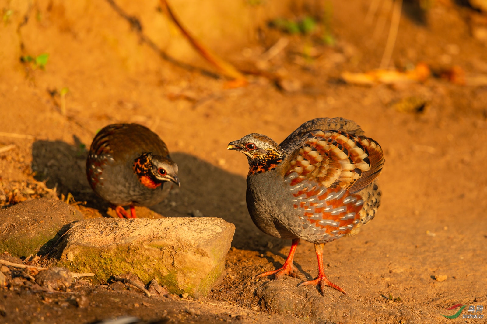 浑身一抖精神爽红喉山鹧鸪