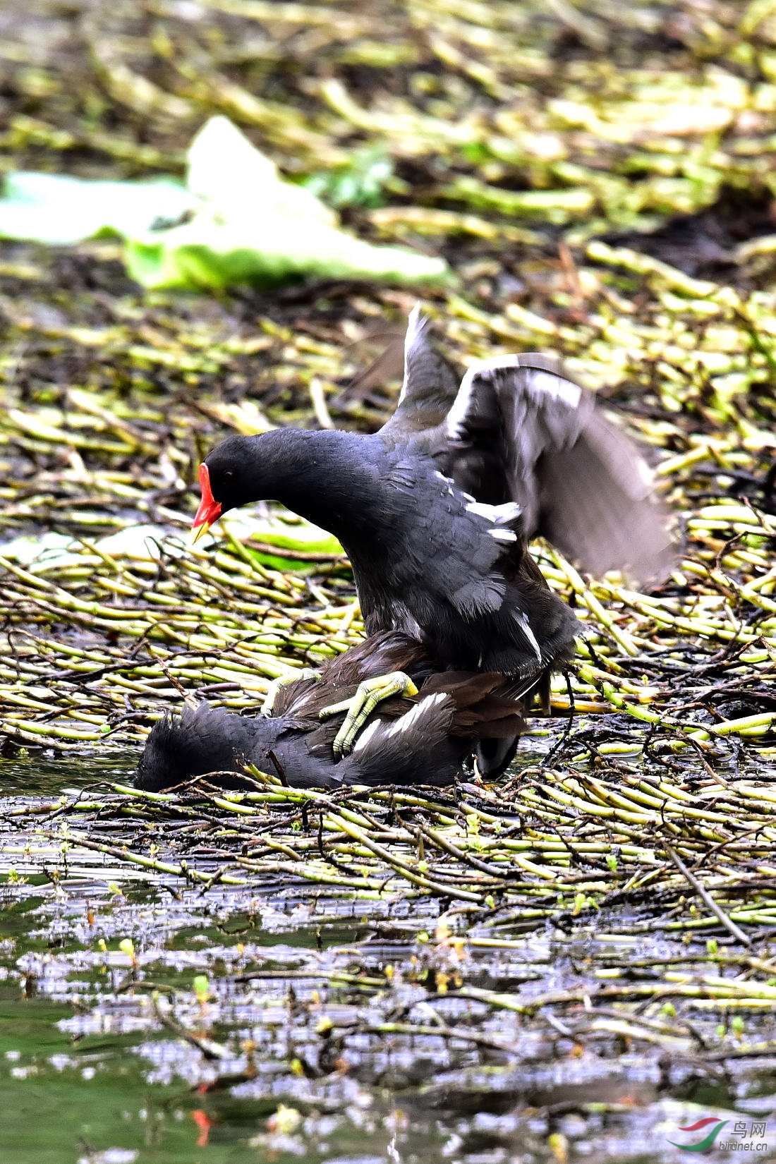 DSC_0371.JPG