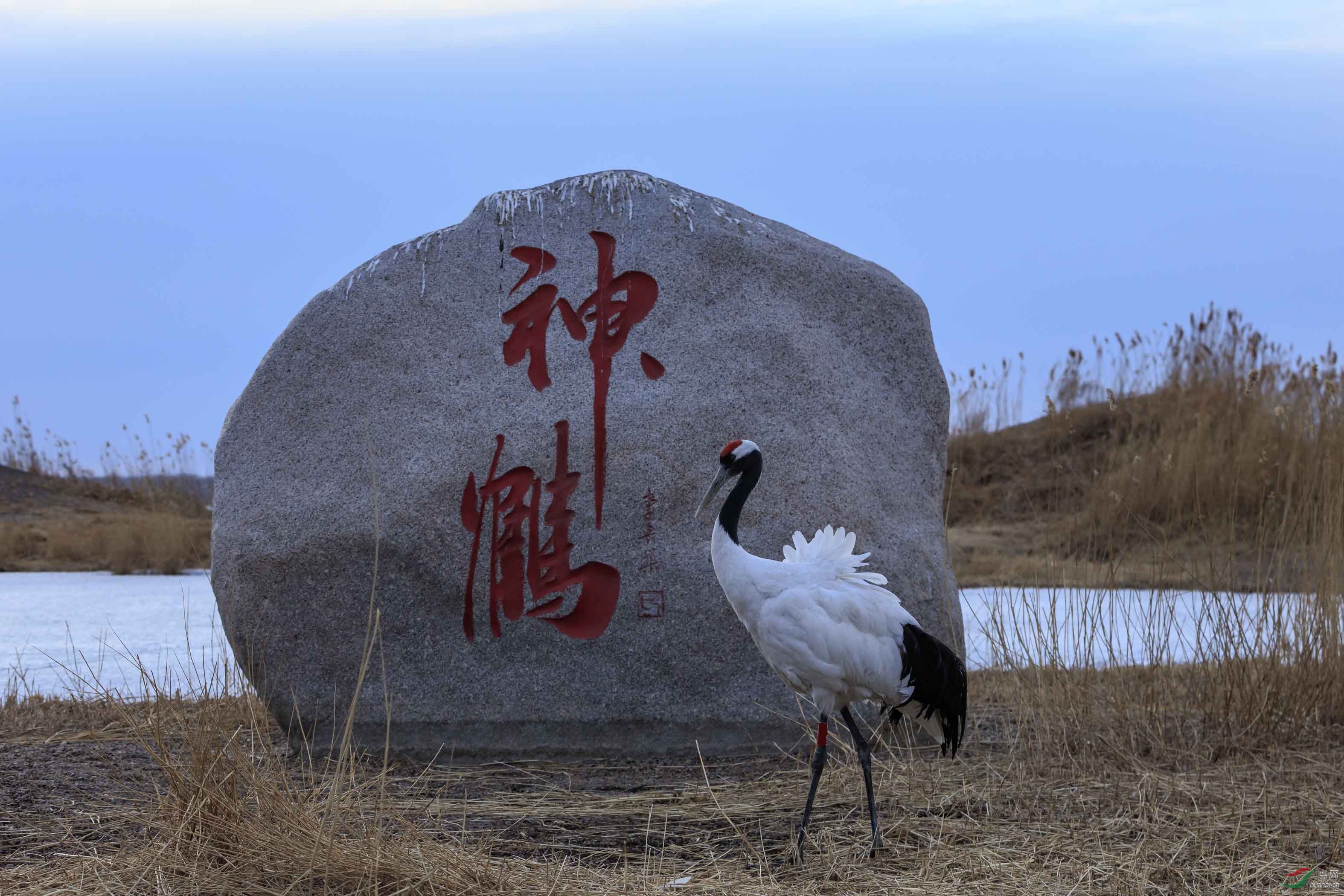 神鹤- 黑龙江版 heilongjiang 鸟网