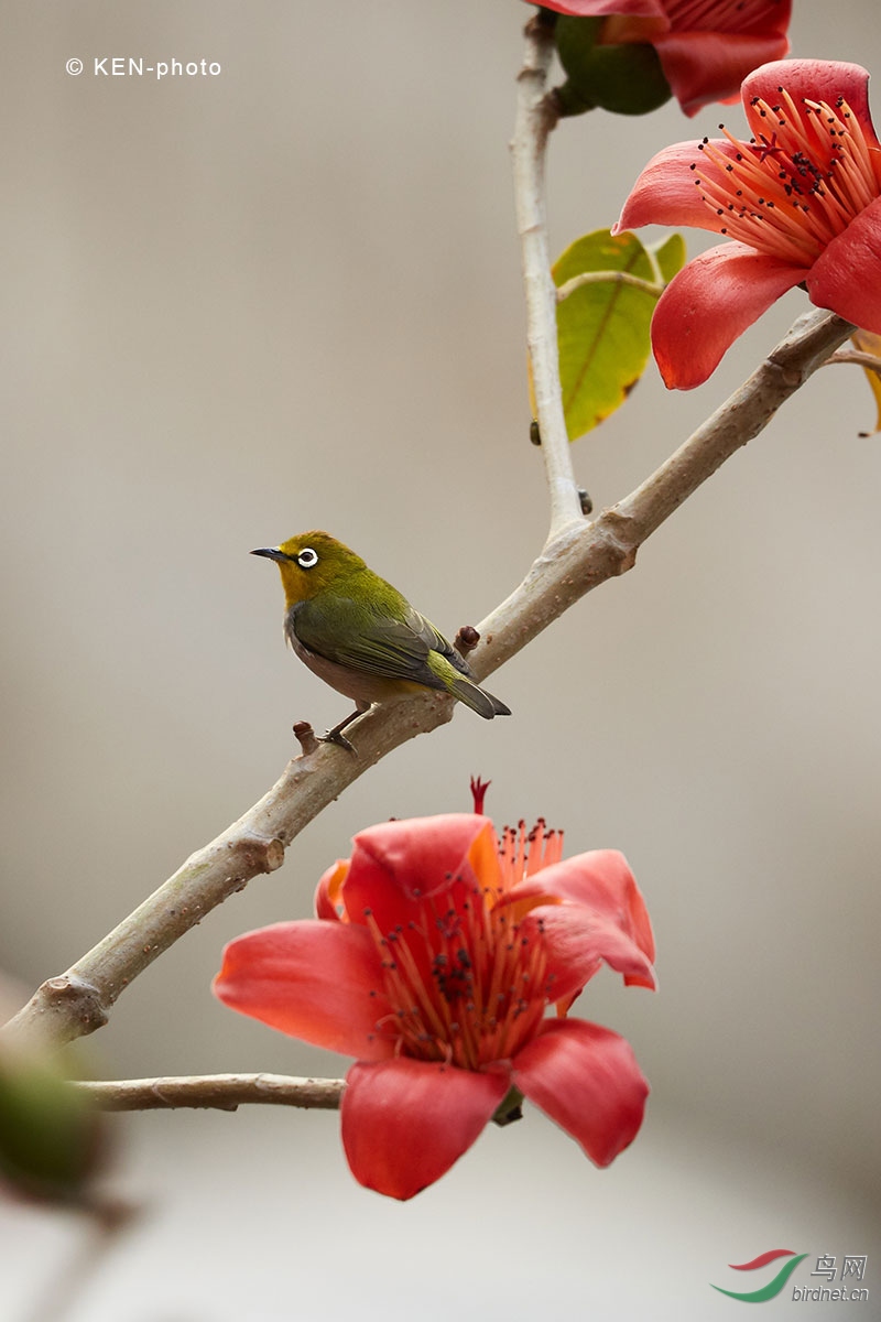 木棉花上的绣眼鸟 - 广东版 guangdong 鸟网
