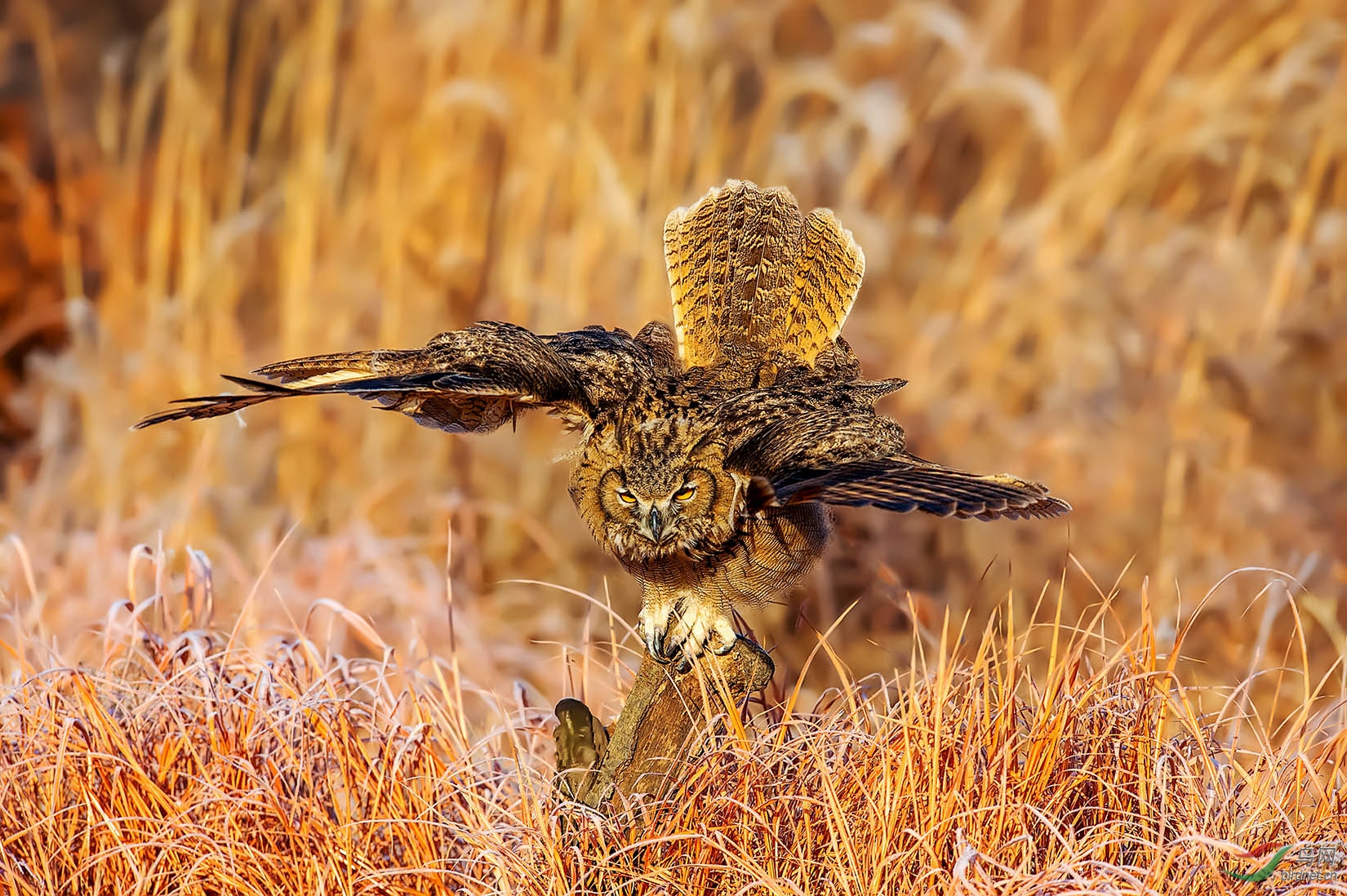 雕鸮 荣获首页精华>