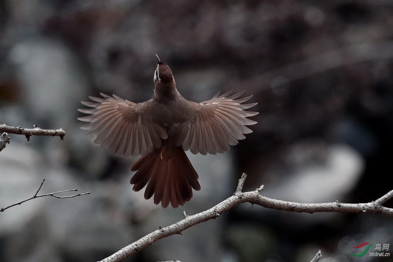 DSC_2803.JPG