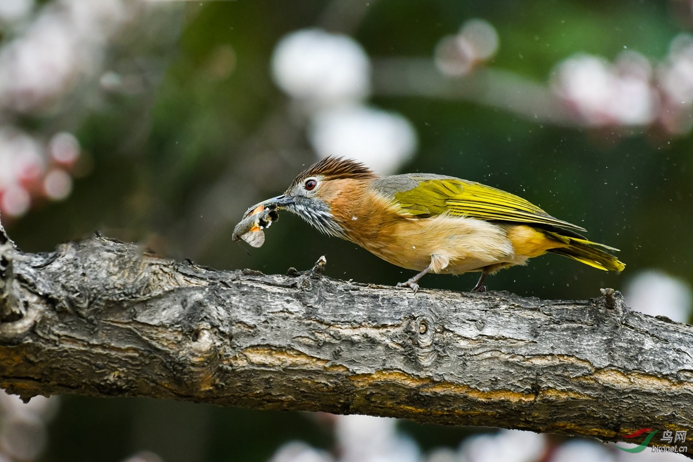 DSC_3390_����.jpg