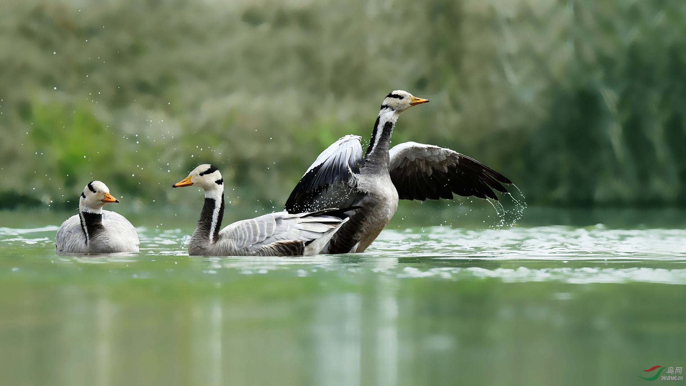 生态环境变好了,过路鸟也要刹一脚下去耍一会儿
