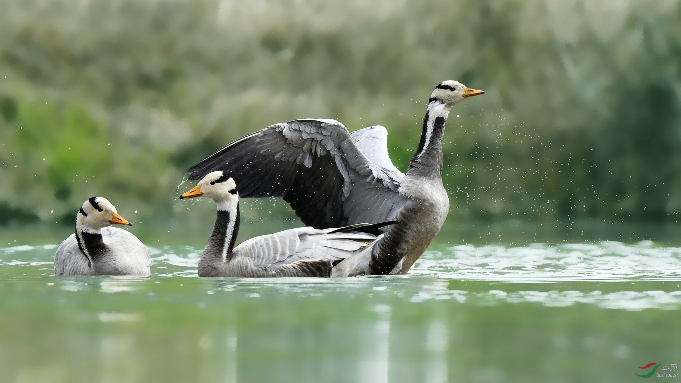 生态环境变好了,过路鸟也要刹一脚下去耍一会儿