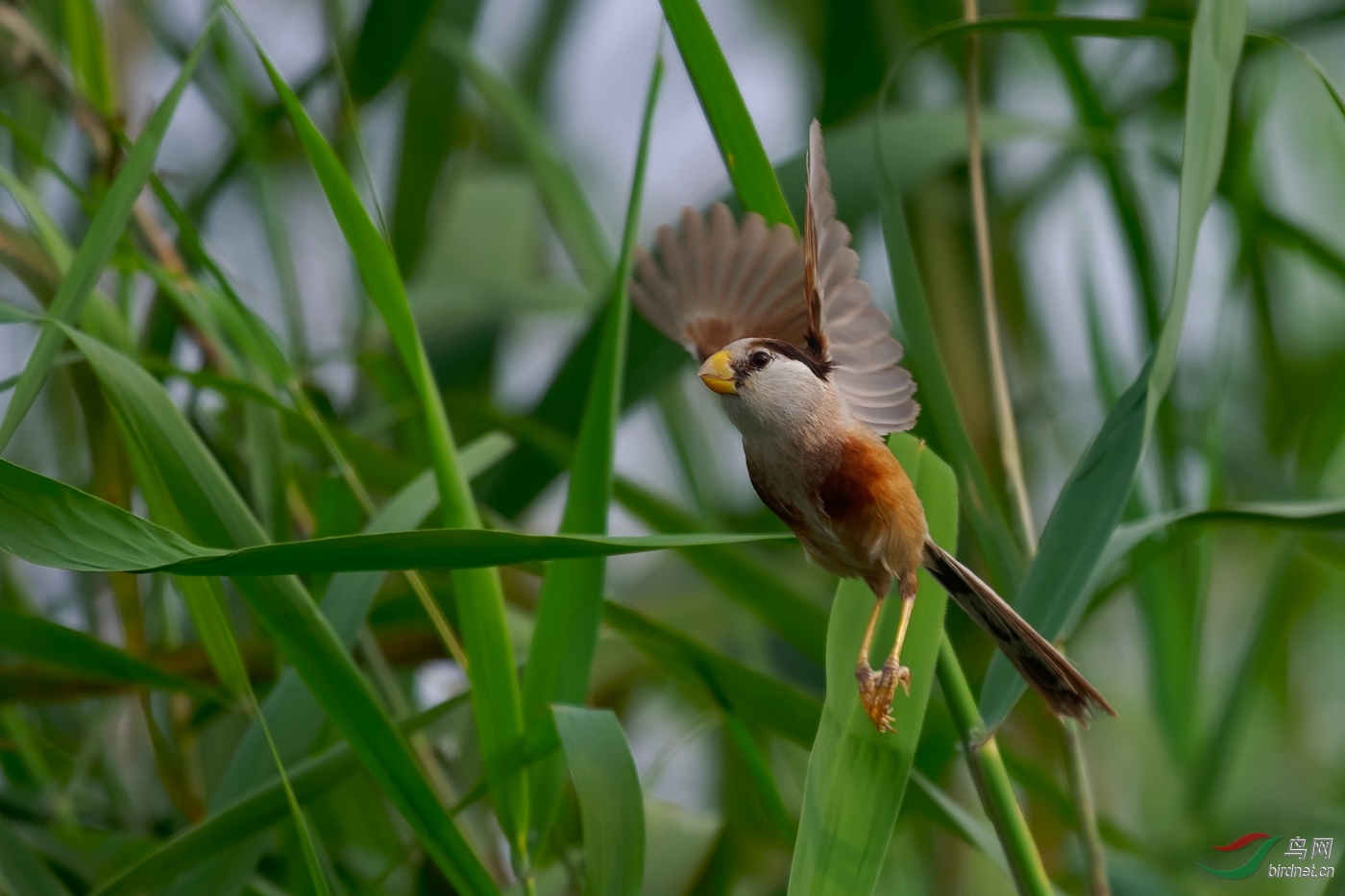 Neo_ DSC_5252_DxO-PS1.jpg