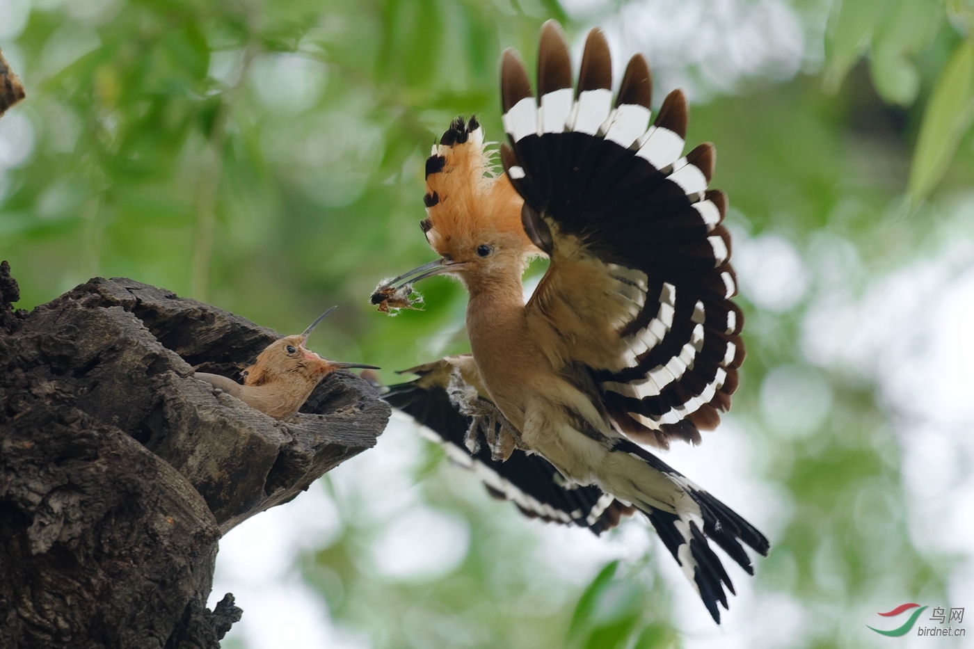 Neo_ DSC_2346_DxO1.jpg