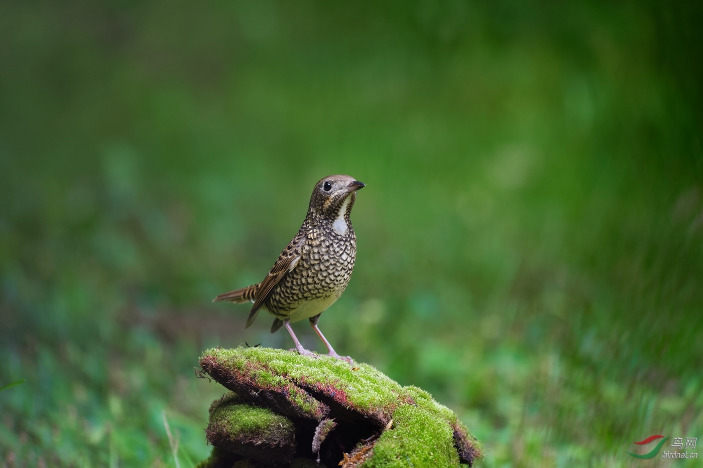 Neo_ 5.62m-DSC_4359_DxO.jpg