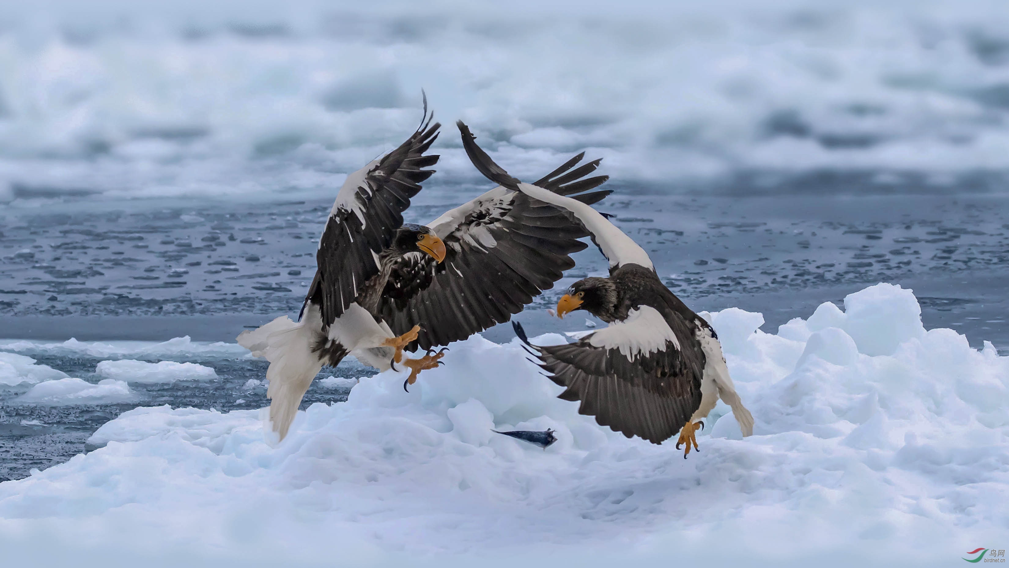 虎雕相争半条鱼弱肉强食一片天