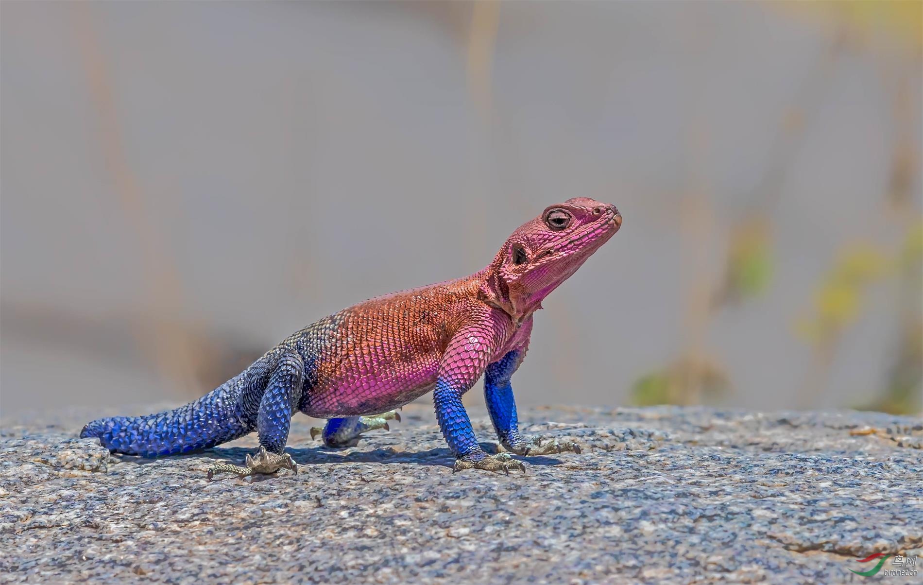 飞龙蜥蜴 - 天津版 tianjin 鸟网