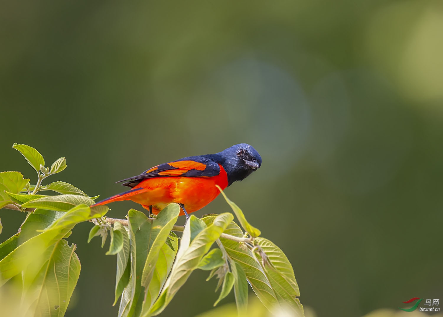 红精灵 - 重庆版 chongqing 鸟网